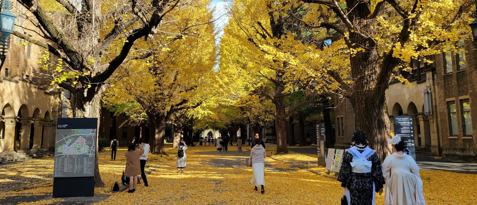 The Hongo campus in Autumn. Students walk on yellow ginko leaves.